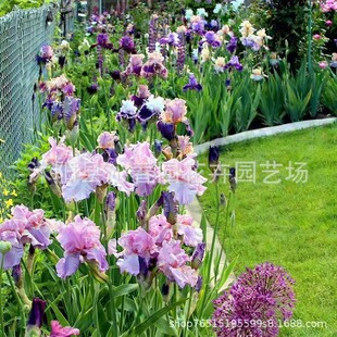 Blue Flower Iris Seeds, Flower Seeds, Swallowtail Seeds, Easy to Grow in All Seasons, Blooming, Easy to Live, Courtyard Landscape Greening Potted Plants, Shade-Tolerant Seeds