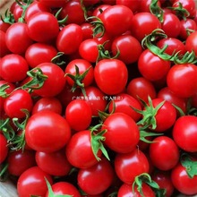 圣女果小番茄5斤小西红柿新鲜生吃应季水果批发千禧果2斤其他