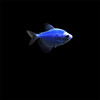 Blue Angel blue Tropical Ornamental fish Aquarium Pets Shoal of fish Fish Mixed culture angel