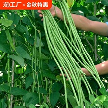 �����N���߲˷N���L�ļ���ܿ�����＾���ǷN�Ѵ�ȫ���߲˷N�綹�N