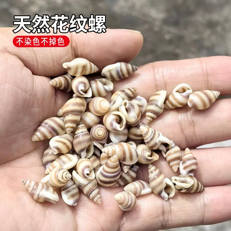 花纹螺小米小海螺贝壳幼儿园贴画装饰造景新中式风格珊瑚海洋