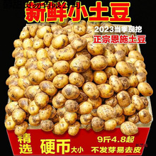 2025湖北恩施富硒小土豆9斤新鲜现挖黄心蔬菜迷你土豆当季马铃薯
