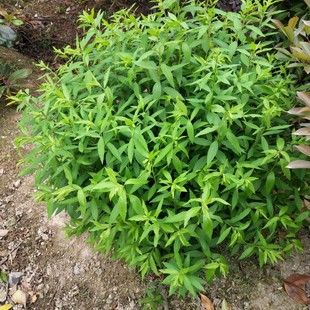 ����ۻ������� ��ľ���� �@�־G�� ���G��ľ ˮ��ֲ�� ˮ������