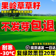 果岭草草籽四季常青高档矮生草坪种子庭院别墅高尔夫球场绿化草皮