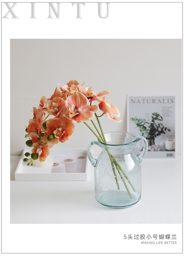 5头过胶小号蝴蝶兰_01.jpg