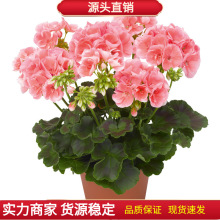 ÿNӴļ׷N҃ȻܷN̨ﲥ