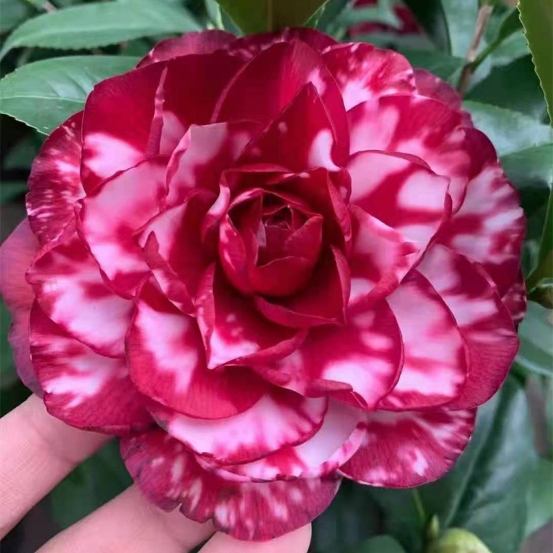 茶花盆栽树苗香妃大花山茶花带花苞五色赤丹室内花卉植物四季开花