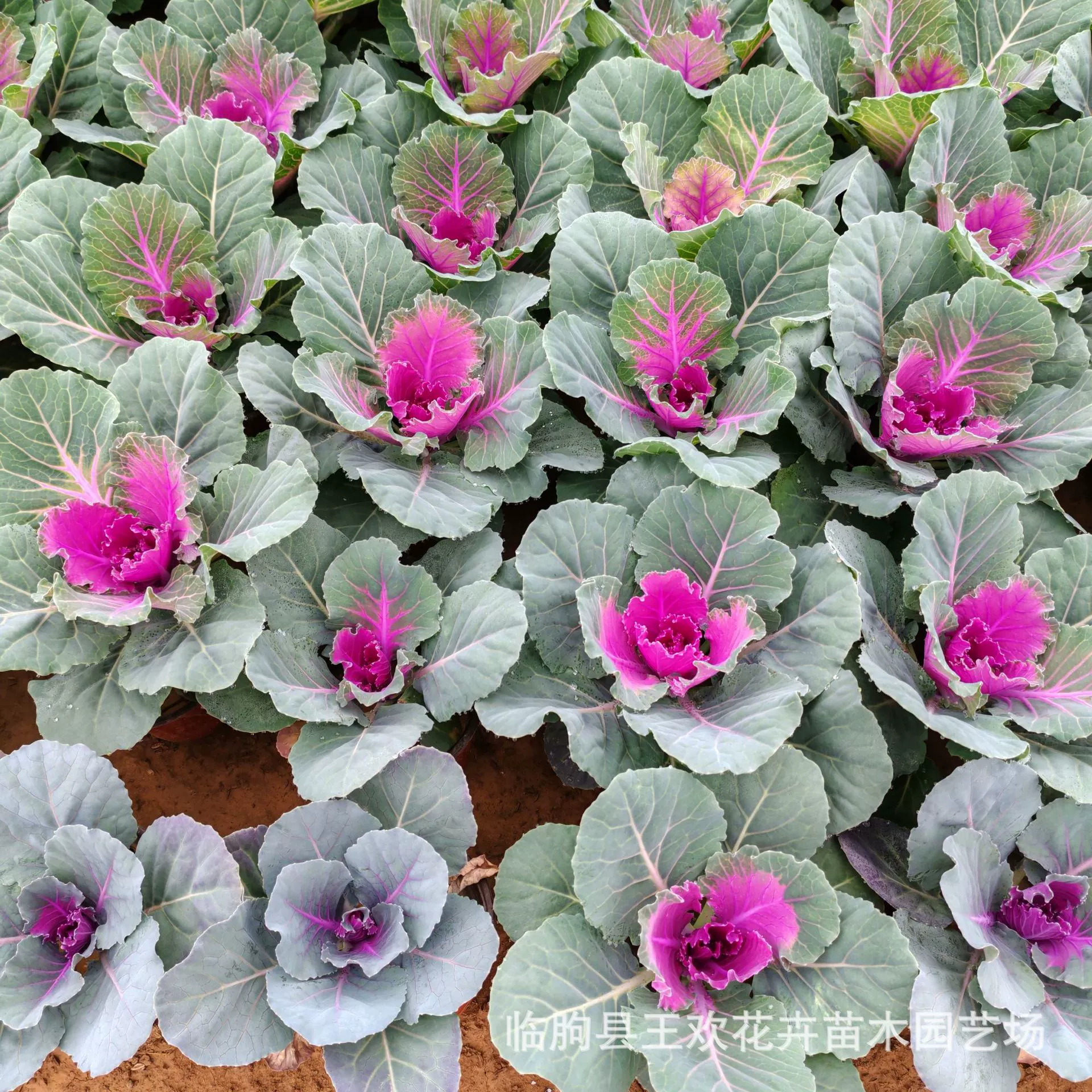 Семена капусты-капустника (кейл) для зимнего выращивания в горшках, рассада капусты-капустника в горшках, зелень для питомников, морозостойкая трава-цветок