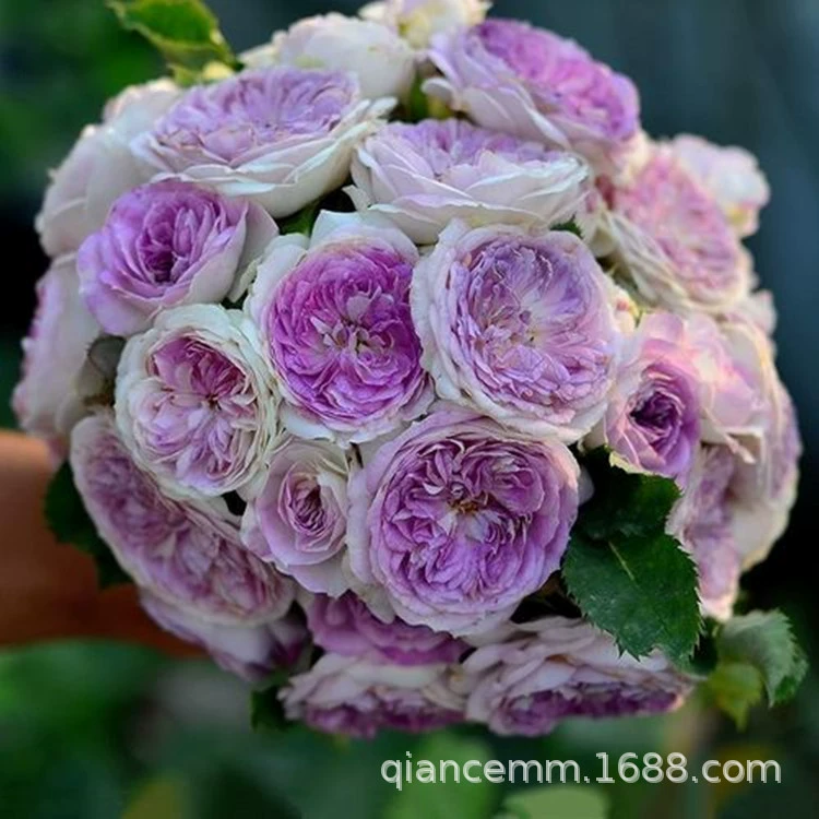 Большие цветы и ароматный тип маракуйи синяя луна