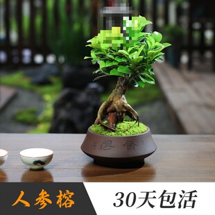 С�~�Ř��҃ȳ������ԾGֲ�˅������͘䘶�辰������B�^�~Сֲ��