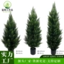 雪松热销拆装跨境柏树