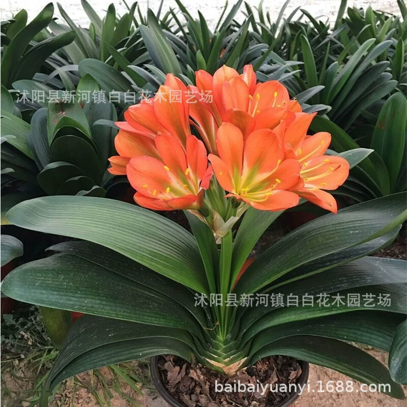 Оптовая Кливия Рассада Балкон Завод Крытый Элегантный Зеленое Растение Бонсай Джентльмен Орхидея