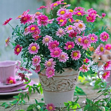 �������ػ��������ǹ����r��ľ�����̨ͥԺ���@����ֲ�����Ի���