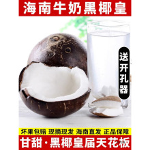 海南牛奶黑椰皇 新鲜当季水果老椰子椰皇椰宝椰奶冻包邮