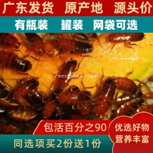 ���Ҽt�����w��ϙ��������x���w���w��ֳ�M�،mʳ������~��