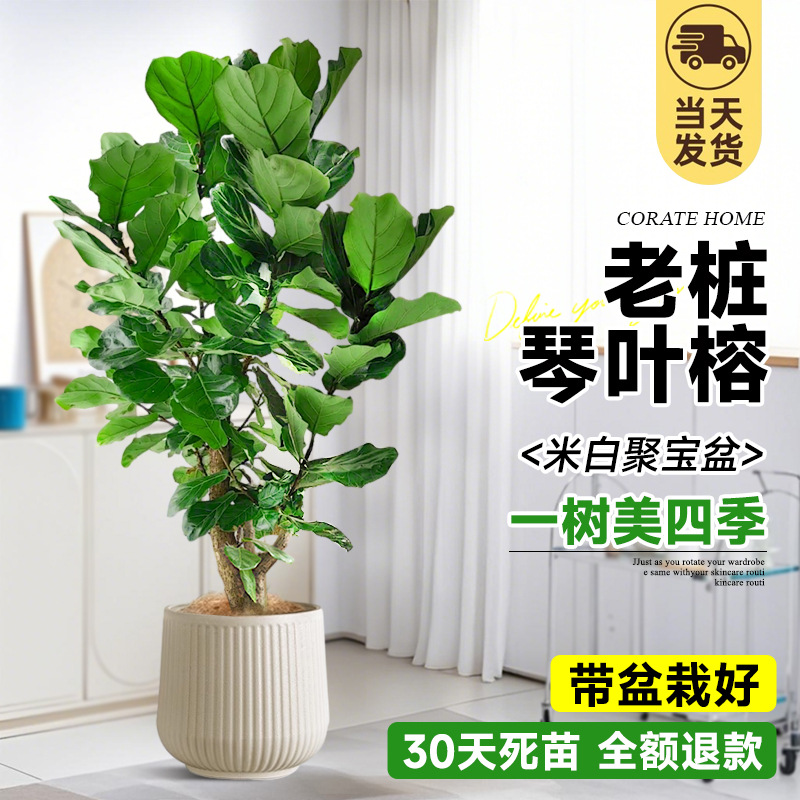 [핫한 추천] 브라운 실크를 무료로 드려요! Qinye ficus 오래된 더미 다중 가지 1.6- 1.8m (미터