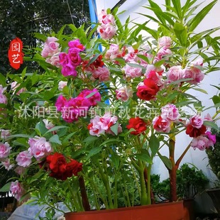 Impatiens Seeds Bloom in All Seasons, Henna Easy-To-Live Sunflower Seeds, Indoor Balcony Flower Seeds