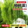 工程种植绿化耐寒直柳