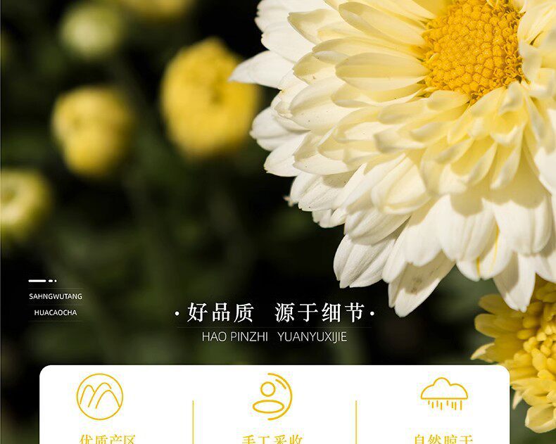 Hang Bai Ju Chrysanthemum Tea 500g Premium Tongxiang White Chrysanthemum Buds for Daily Brewing key features
