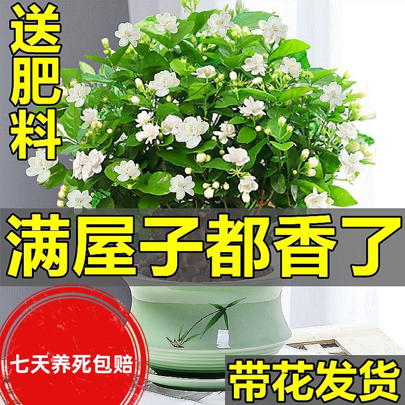 重瓣茉莉花苗盆栽带花苞九里香老桩驱蚊水培花卉植物室内四季开花