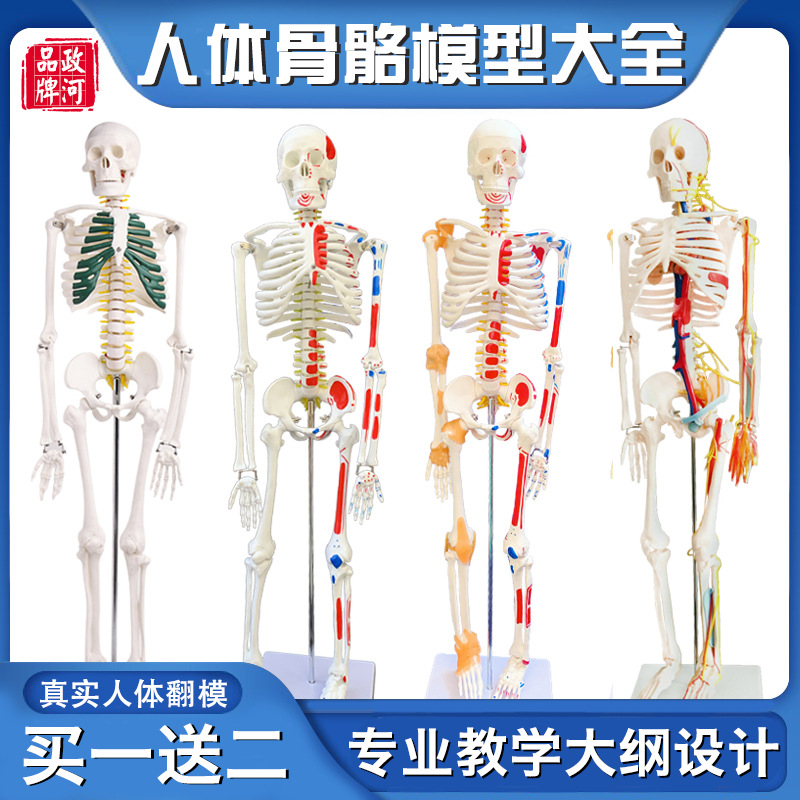 政河人体骨骼模型骨架成人全身小白骷髅脊柱脊椎教学习道具健亿恒