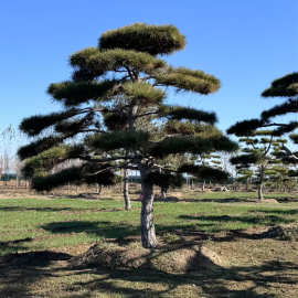 出售精品造型松黑松油松树形优美四季常青庭院造型松黑松油松