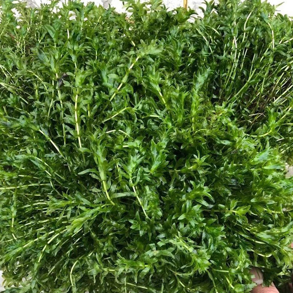 Hydrilla