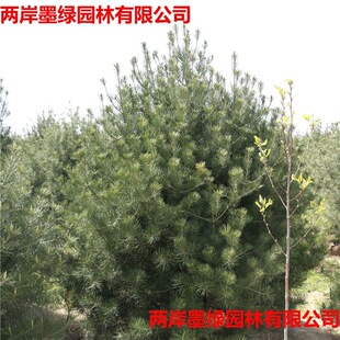 ���س��깩����Ƥ�ɘ���1-6�׸߻�ɽ�G����Ƥ�ɘ�