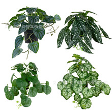 ӆ�ƿ羳�Ҿ��b�Ʒ����Gֲ��ü���l���Ե\�������~�ٻ������辰