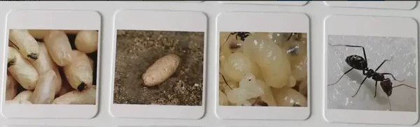 Ant corresponding card