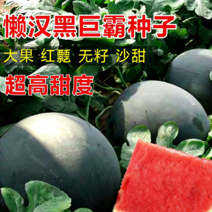 �Нh�ھް����ϷN�� ��Ƥ�tȿ �ش�� �߮a�̓��N��