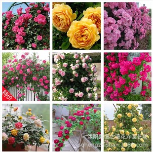 Rose Flower Seedling Vine This Rose Extra Large Flower Tree Climbing Vine Plant Balcony Climbing Wall Flowers Rose Potted Four Seasons Flowering