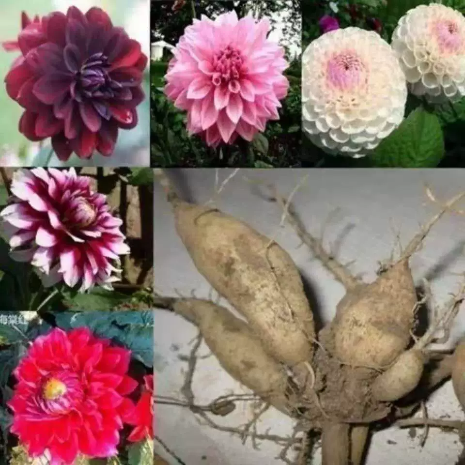 Семена георгины мяч сладкий картофель цветок семена луковичные корневые цветы Садовые посадки георгины рассада с цветком двойной горшок растение