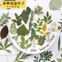 各形态叶子押花干花压花植物教学标本diy手工书签 滴胶干花手机壳