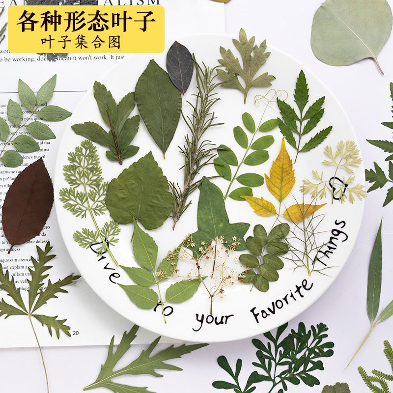各形态叶子押花干花压花植物教学标本diy手工书签 滴胶干花手机壳