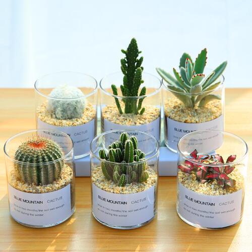 Simple Nordic ins transparent glass vase succulent hydroponic straight glass flowerpot cactus gardening bottle wholesale
