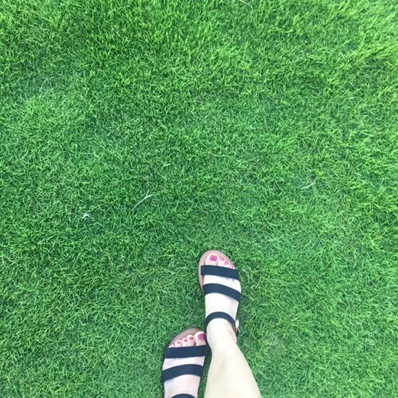 Семена газонов, семена вечнозеленого газона для защиты склонов, корни собачьего зуба, манильская фестивей, семена люцерны, вечнозеленые круглый год.