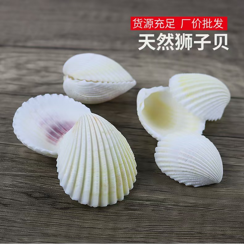 사자조개 2- 6cm / 파운드당