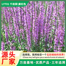 ǧ���˷N��ˮ��ֲ�ﻨ��ˮ���N�Ӿ��^�G���͝�������ͺ���������