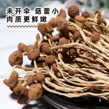 江西广昌特产精品新鲜茶树菇干货不剪脚不开伞非野生鲜嫩菌菇批发