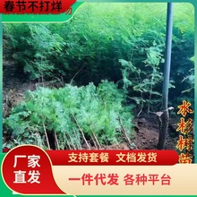 一件代发水杉树苗云杉池杉活苗落羽杉中杉水杉苗庭院景观护坡南北