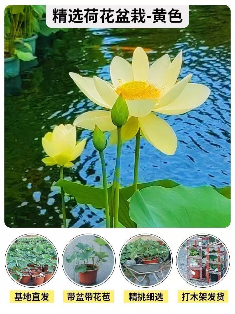 详情图