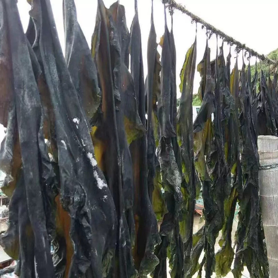 Трансграничные специальные водоросли для сухих продуктов Сельские фермы водоросли пряные водоросли Нинбо