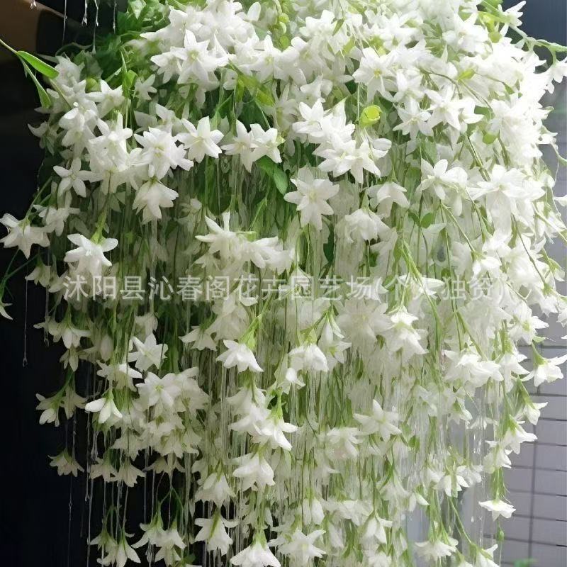 垂丝茉莉花种子籽子爬藤植物易活四季开播种开花室内室外植物种孑