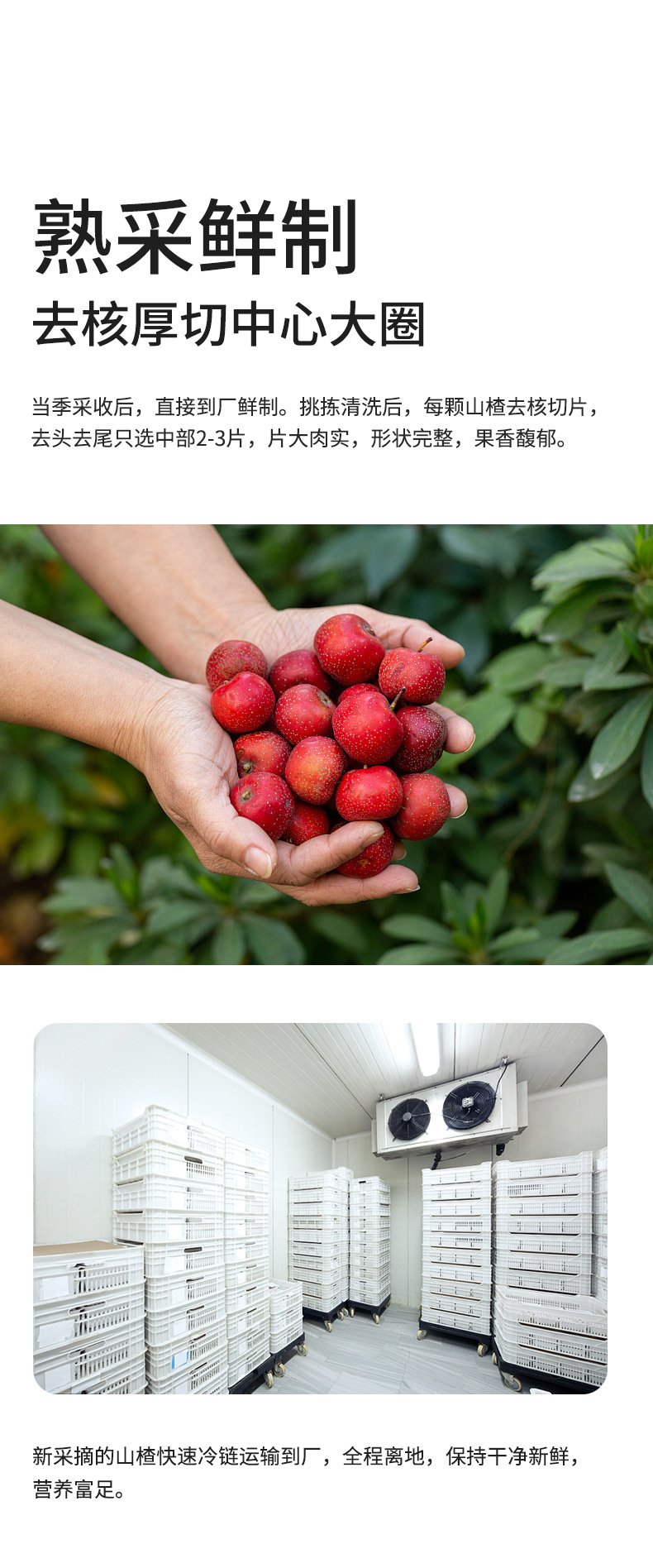 Dried Hawthorn Rings Shan Zha Seedless Coreless Fruit Tea 200g Jar in use