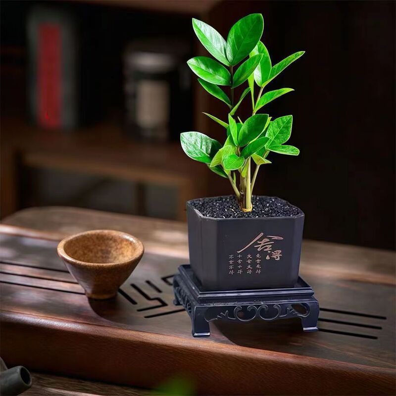 Money Tree [Good with Potted Plants] Attracts Wealth, Indoor Green Plants, Office Potted Plants, Attracts Wealth and Brings Good Luck and Good Luck Plants