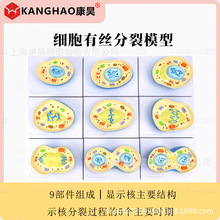 细胞有丝分裂模型 细胞分裂 核模核仁染色体细胞质纺锤丝细胞板