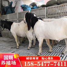波爾山羊繁殖出售 市面上純種的波爾山羊價格如何 商品羊價格