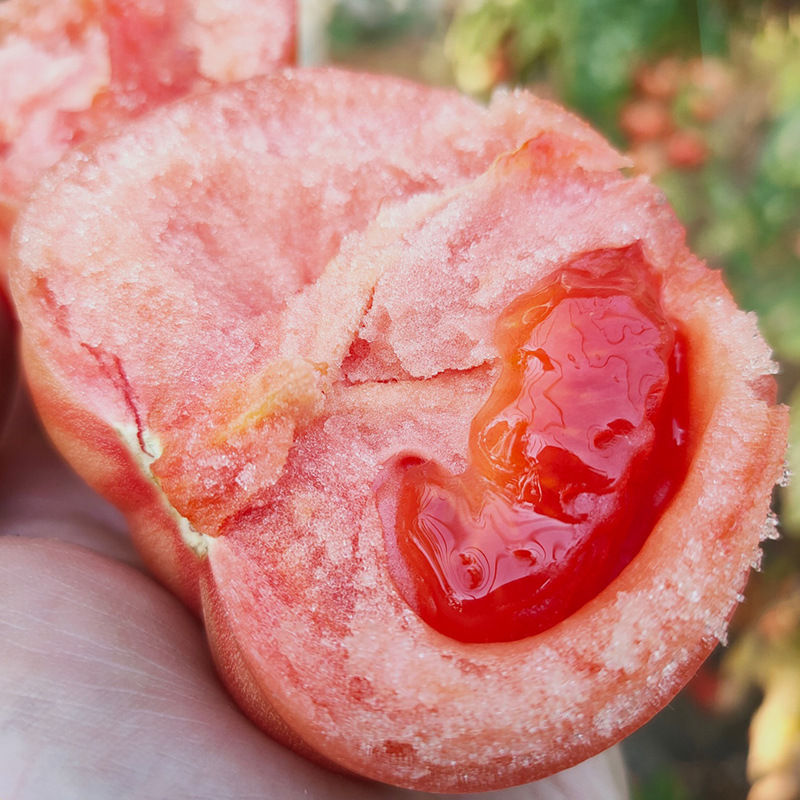 普罗旺斯西红柿 农家自然熟现摘新鲜酸甜孕妇番茄 宝宝辅食洋柿子