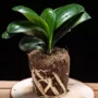植物办公室耐热耐寒君子兰